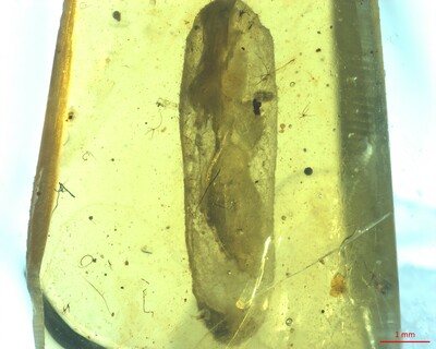 中国の科学者が主導する国際古生物学チーム、1億年前の昆虫寄生菌化石を発見