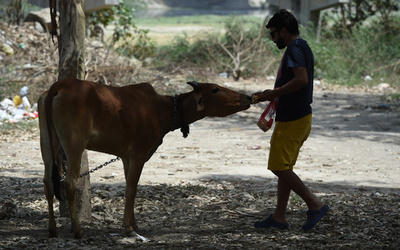 インド刑務所で牛セラピー導入 「神秘の力」で受刑者を更生