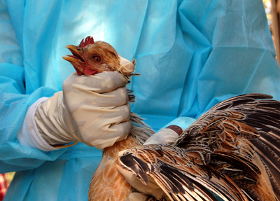 鳥インフルエンザ感染で2万羽殺処分、インド