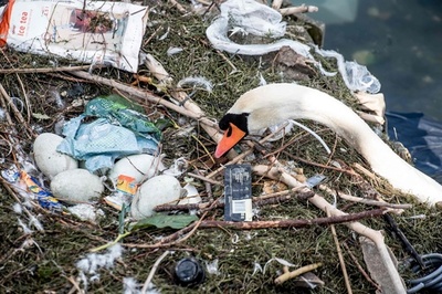 湖のごみで作られた白鳥の巣、中には卵も デンマーク
