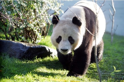 英スコットランドのパンダのつがい、中国に返還へ