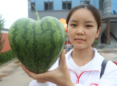 「恋人スイカ」と四角いスイカ収穫期　河北
