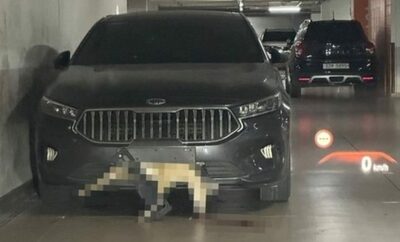 韓国・車のバンパーになんと「シカ」を挟んだまま通勤…「事故？気づかなかった」