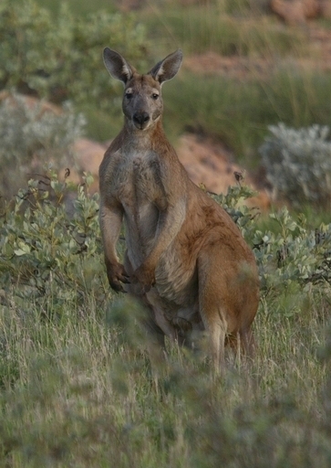 カンガルー肉、パイにすると食べやすい？
