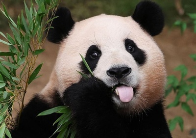 韓国滞在中のパンダ「福宝」 4月初めに中国帰国へ