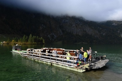 【今日の1枚】牛の遊覧船？ 山から里へお引っ越し