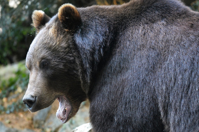 国立公園でクマに近づき写真撮影、女を拘留 米
