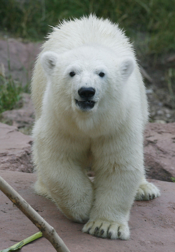 フロッケ、ちょっと大きくなりました