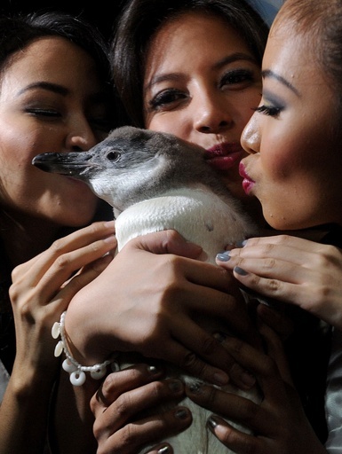 美女に囲まれご満悦？ フィリピンの赤ちゃんペンギン