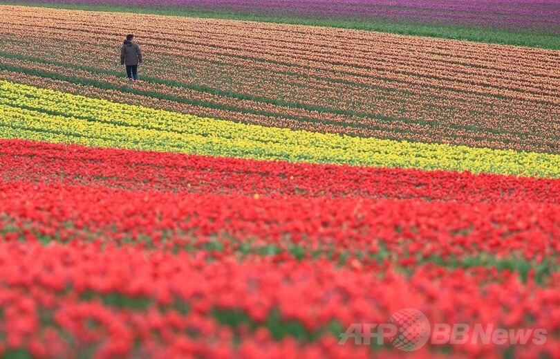 満開の花 ドイツのチューリップ畑 写真1枚 国際ニュース Afpbb News