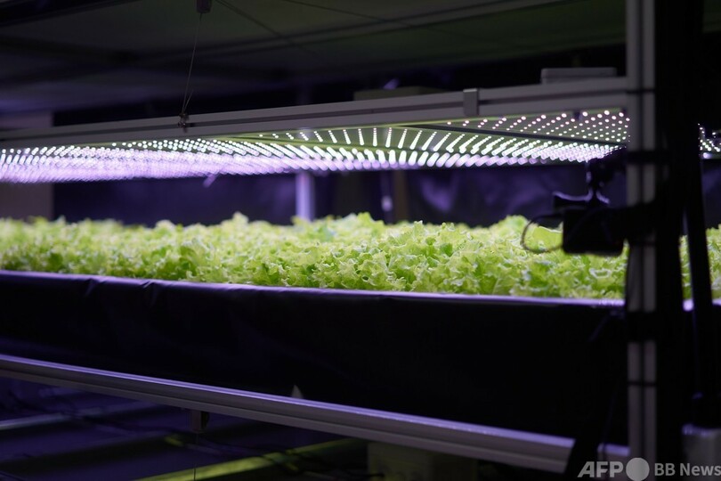 欧州最大規模の「垂直農場」、デンマークに誕生