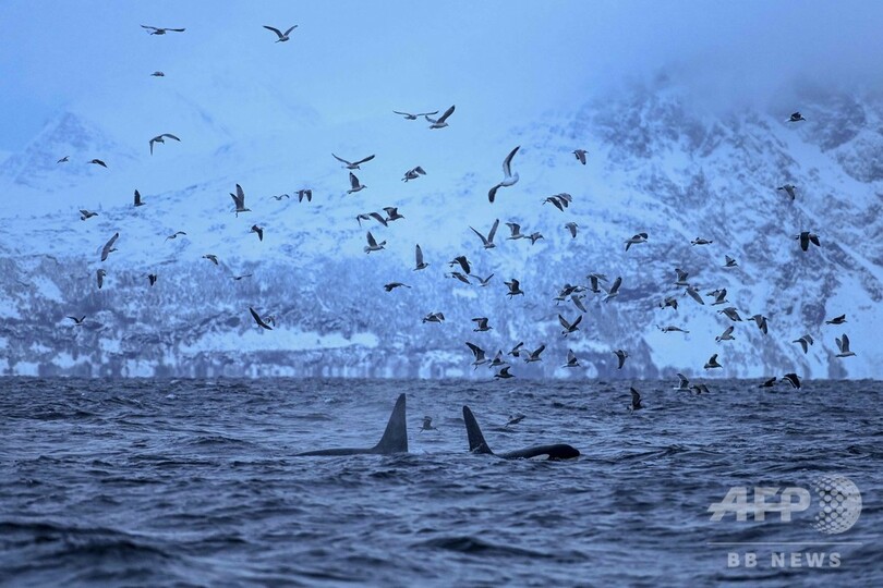 ノルウェーのシャチ 気候変動で北上余儀なく 写真24枚 国際ニュース Afpbb News