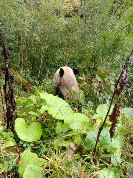 野生パンダに遭遇した村民、撮影に成功 四川省雅安市