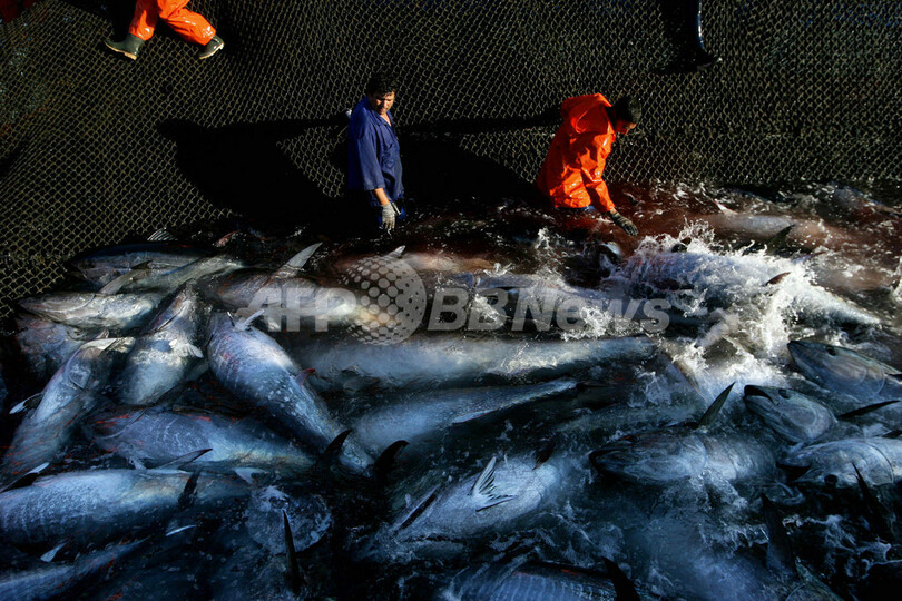 クロマグロの取引禁止をEU支持、8割が日本向け輸出