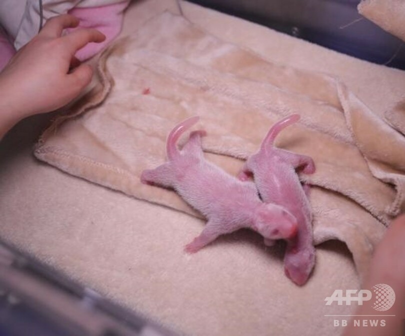 兄と弟です！ 双子のパンダ誕生、今年初 中国・四川