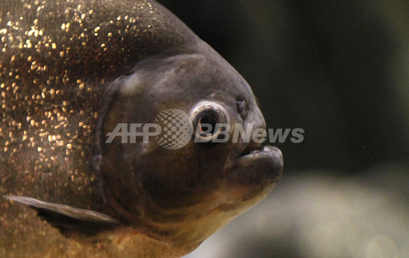 ピラニア ｔレックスもしのぐ かみつき力 写真1枚 国際ニュース Afpbb News