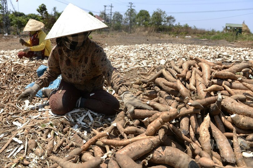 未来の農作物「キャッサバ」を後押し、国連
