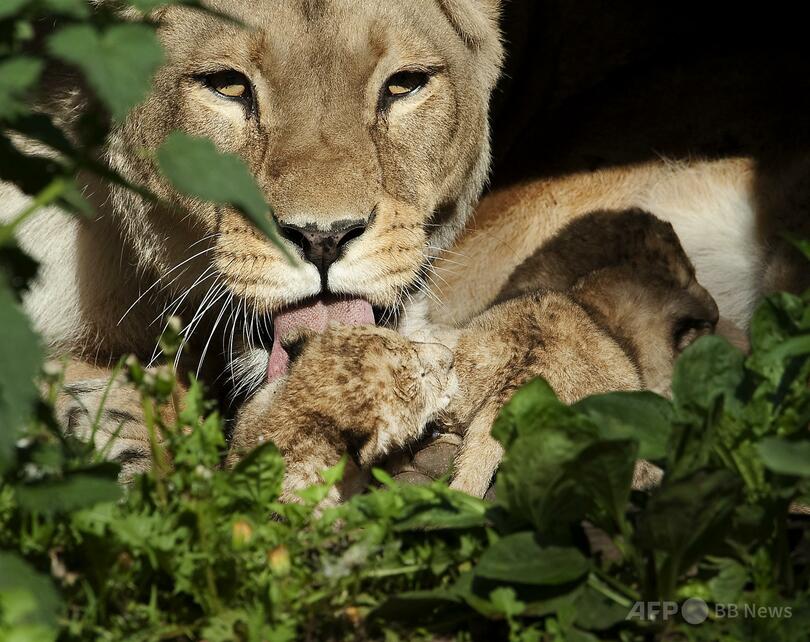 「不要な動物を寄付して」 デンマーク動物園の餌募集に非難殺到