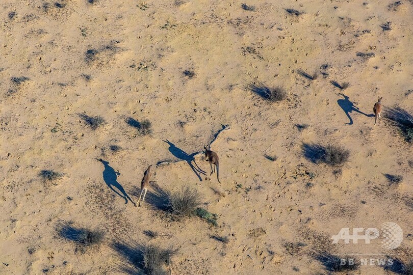 豪NSW州政府、荒野を買い取り国立公園へ 絶滅危惧種の保護に期待