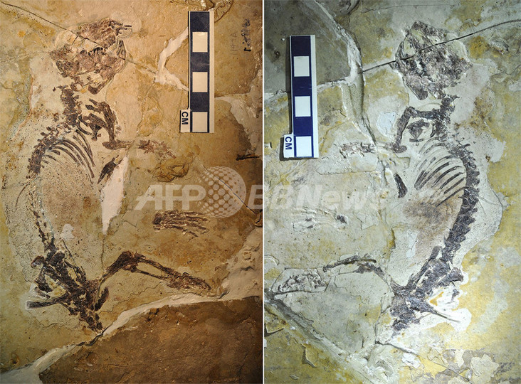 最古のネズミの祖先、中国で化石発見 1億6000万年前 最古のネズミの祖先、中国で化石発見 1億6000万年前