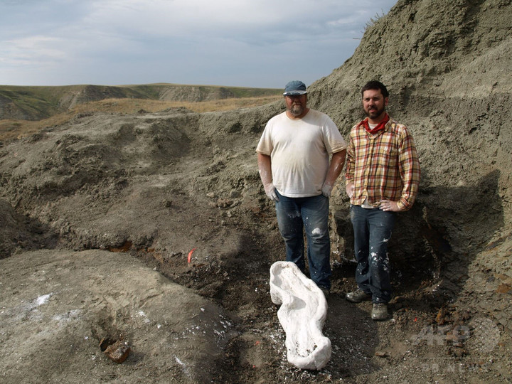 カールした角の新種恐竜発見、トリケラトプスの仲間 研究 カールした角の新種恐竜発見、トリケラトプスの仲間 研究