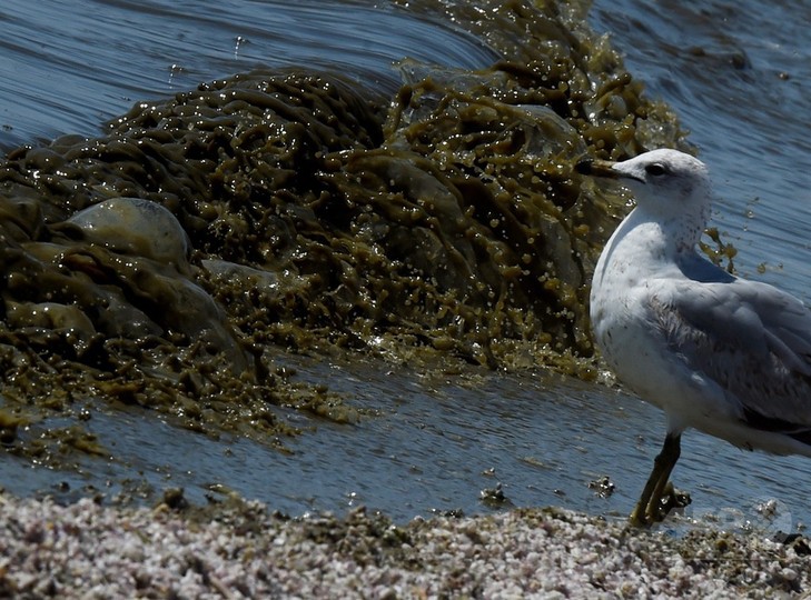 消えゆく湖 環境的時限爆弾 にも 米加州ソルトン湖 写真23枚 国際ニュース Afpbb News