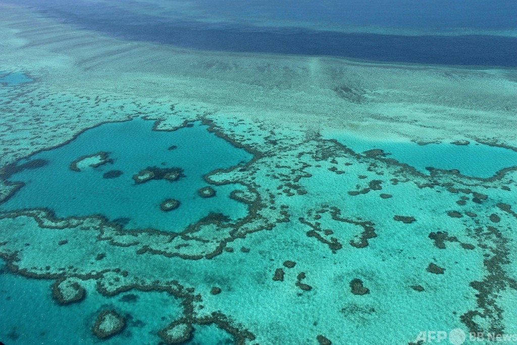 豪グレートバリアリーフ、「危機遺産」指定を回避 写真1枚 国際ニュース：AFPBB News