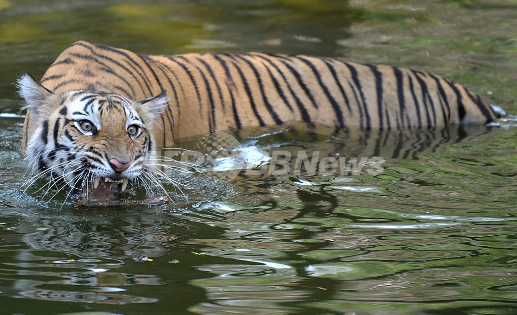 ひとりぼっちの雄トラ、「恋人」求めて動物園に侵入 インド ひとりぼっちの雄トラ、「恋人」求めて動物園に侵入 インド