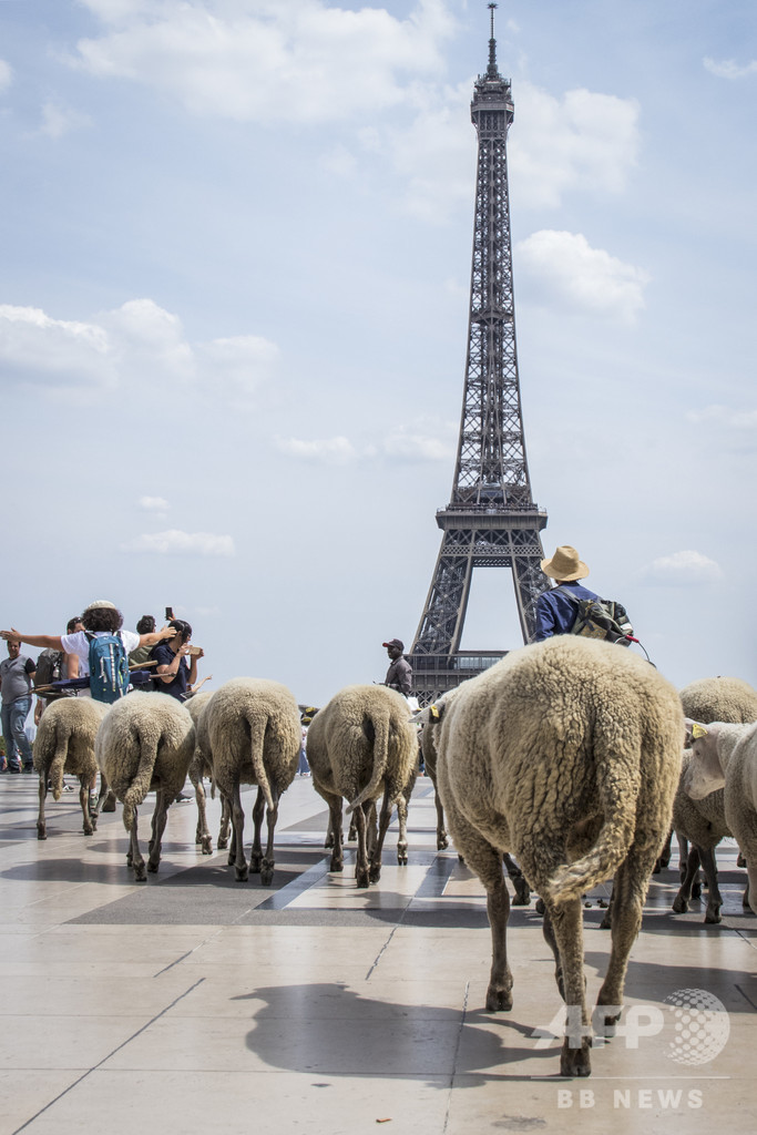 羊の群れが仏パリを大行進、都市農業の利点をPR