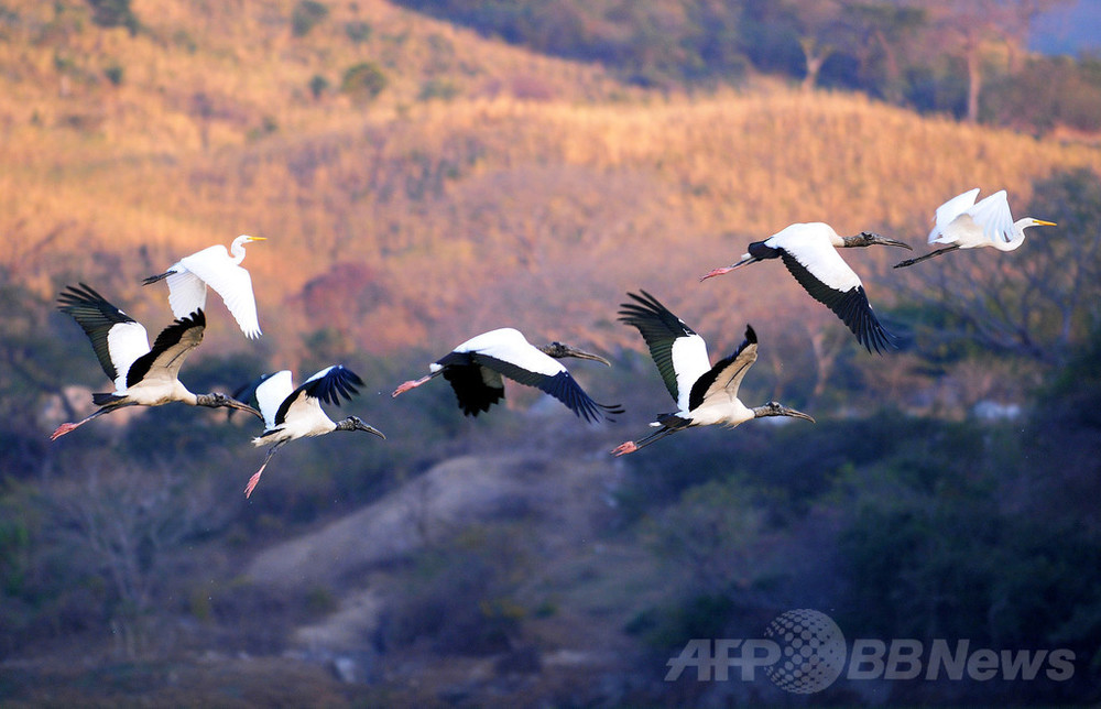 トキの「精密な」V字型飛行を解明、国際研究 写真1枚 国際ニュース:AFPBB News