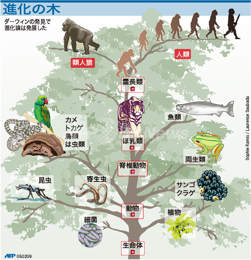 図解 ダーウィンの 進化の木 写真1枚 国際ニュース Afpbb News