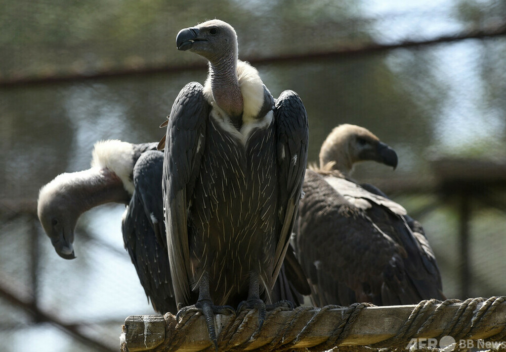 絶滅危惧のハゲワシ150羽以上毒殺 アフリカ南部 写真3枚 国際ニュース