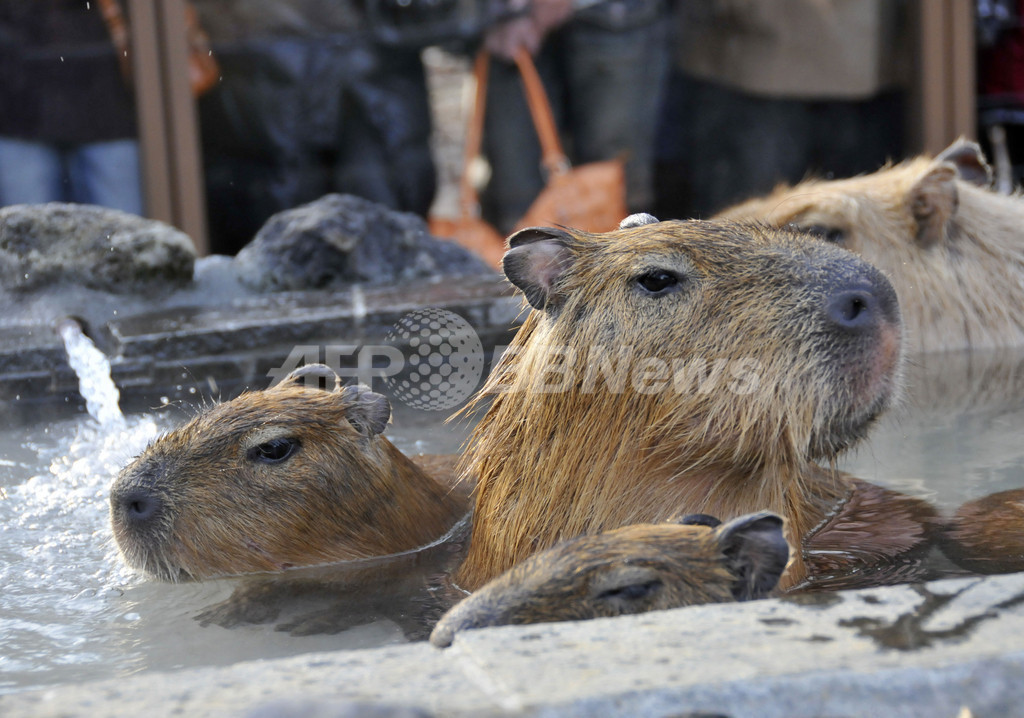 露天風呂でホットするカピバラの親子 埼玉県こども動物自然公園 写真7