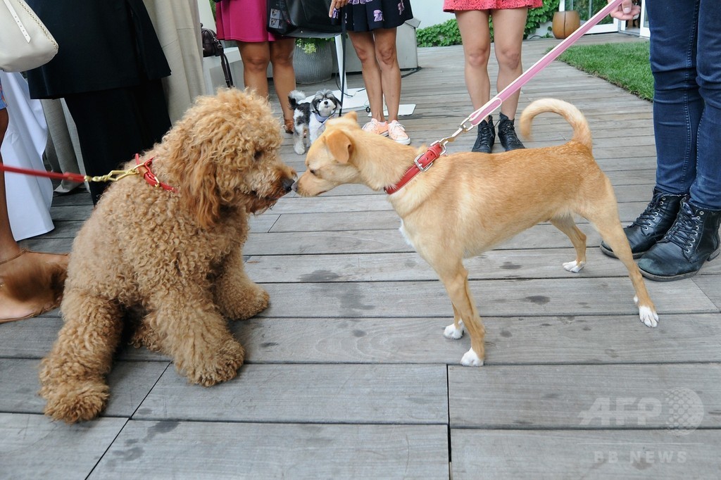 アリアナ・グランデの愛犬も登場！「コーチ」新キャンペーンイベント