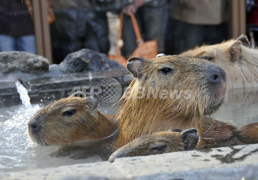 露天風呂でホットするカピバラの親子、埼玉県こども動物自然公園