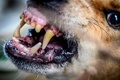 タイ・バンコクの郊外にある野良犬の保護施設に収容された犬（2020年4月6日撮影）。(c)Mladen ANTONOV / AFP