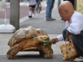 東京・月島の路上で亀のボンちゃんにキャベツをを与える飼い主の三谷久夫さん（2015年6月10日撮影）。(c)AFP/KAZUHIRO NOGI