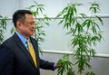 タイの首都バンコクに開業した大麻専門クリニックで、大麻草に触れるアヌティン・チャーンウィラクーン保険相（2020年1月6日撮影）。(c)Mladen ANTONOV / AFP