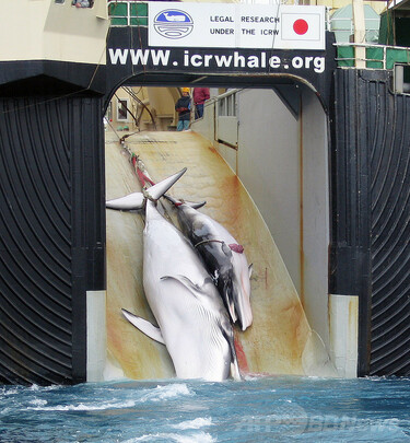 日本の捕鯨船、ミンククジラ30頭を捕獲 ICJ判決後初 写真1枚 国際