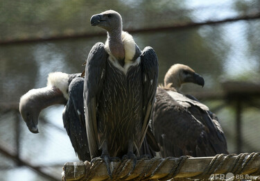 絶滅危惧のハゲワシ150羽以上毒殺 アフリカ南部 写真3枚 国際ニュース