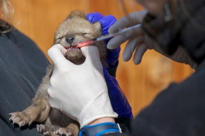 コヨーテの赤ちゃん、初めての健康診断 仏東部