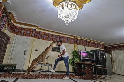 サーカス閉鎖なら自宅の居間で! エジプトの猛獣使い、ライオン調教を生配信