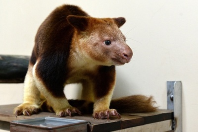 ワラビーに育てられたカンガルー、新天地でパパ目指す