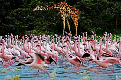 ポンペイの古代ローマ人、キリンやフラミンゴも食べていた