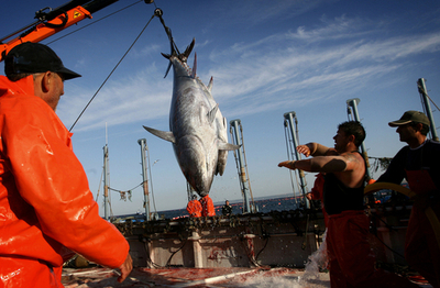 欧州委、加盟国の本マグロ漁を年内禁止