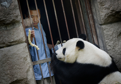 ムニャムニャもう食べられないよ…北京動物園のパンダ