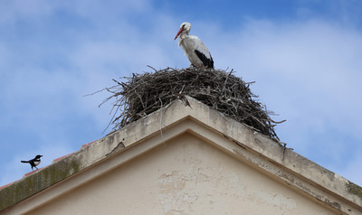 【今日の1枚】突然の訪問者 スペイン