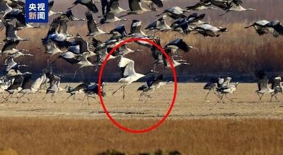 中国・寧夏でタンチョウの生息を確認 野生の貴重な姿を撮影