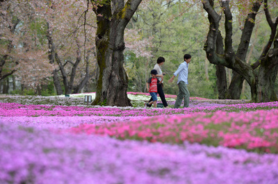 桜の次は芝桜、GWまでシーズン 群馬