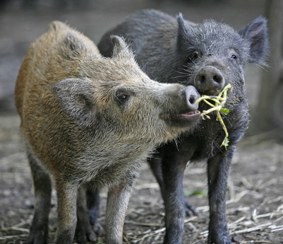 オーストリアの森で発砲事件、車をイノシシと勘違い